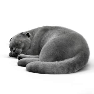 睡觉的小猫